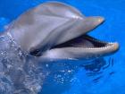 Как лечат дельфины?