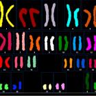 Анализ кариотипа