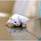 Антидеприсанты при мелкоклеточном раке легких