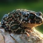 Сведение бородавок