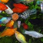 Целительные свойства аквариумных рыбок