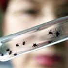 Чем опасен клещевой энцефалит?