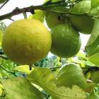 Чем полезен бергамот?