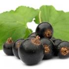 Черная смородина и ее полезные свойства