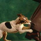 Если вас укусила собака – бегом к врачу!