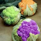 Где найти натуральные овощи и продукты или чем опасны ГМО?