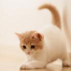 Какие болезни передаются от кошек?