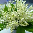 Ландыш – красота и польза