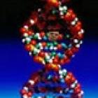 ДНК – величайшее открытие ХХ века