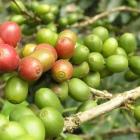 О пользе зеленого кофе