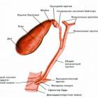 Обструкция желчных путей