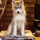 Опасность от домашнего пса