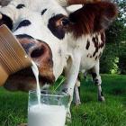 Парное молоко – за и против!