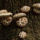 Польза древесного гриба шиитаке