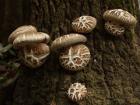 Польза древесного гриба шиитаке