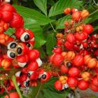 Польза гуараны