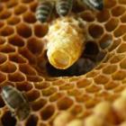 Польза пчелиного маточного молочка