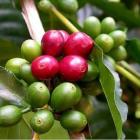 Польза зеленого кофе