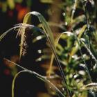 Причины аденомы простаты и лечение травами Алтая