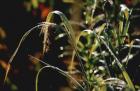 Причины аденомы простаты и лечение травами Алтая