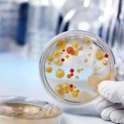 Вредные палочки с красивым названием