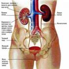 Заболевание мочеполовой системы